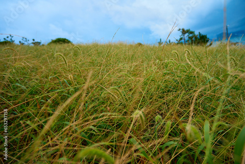 A landscape of a grassy field filled with dandelions and a blue sky