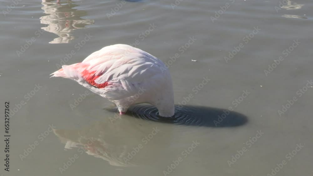 flamant rose dans une réserve naturelle