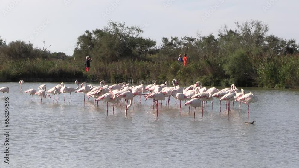 plusieurs flamants roses  dans une réserve naturelle