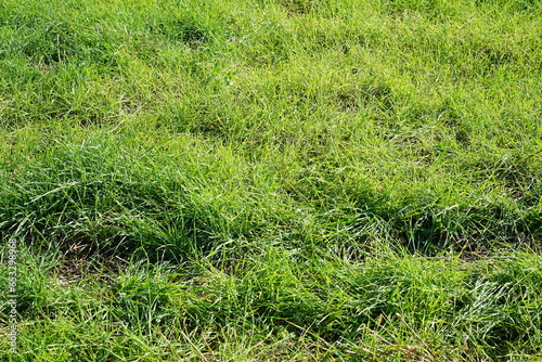 Grüne, grabewachsene Feldbrache
