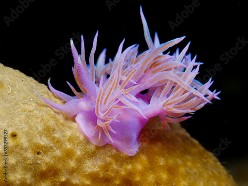 Nudibranch Flabellina affinis from Cyprus photo