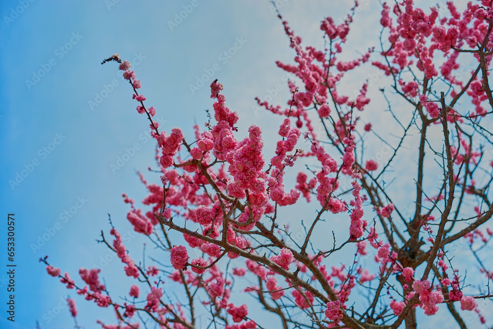On a warm spring day, under the blue sky, blooming red plum blossoms On a warm spring day, under the blue sky, blooming red plum blossoms