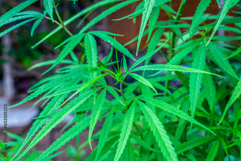 Cannabis, which is widely grown in Thailand for medical use, is supported by the government. Select focus Cannabis, which is widely grown in Thailand for medical use, is supported by the government. Select focus