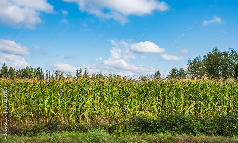 Obraz premium Corn plantation field. Green corn field and blue sky. Agricultural landscape