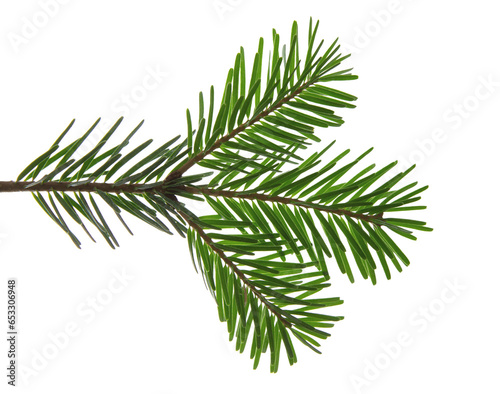 Christmas tree branch isolated on white transparent background, PNG. Xmas spruce, green fir pine twig closeup photo