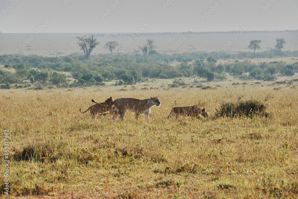Lion pride, Panthera Leo, with lionesses and cubs in the Maasai Mara national nature reserve in Kenya at the northern tip of the Serengeti in Tanzania, Africa. Lion pride, Panthera Leo, with lionesses and cubs in the Maasai Mara national nature reserve in Kenya at the northern tip of the Serengeti in Tanzania, Africa.