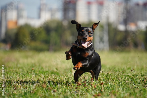 Pinscher Miniature Pinscher zwergpinscher dog on grass