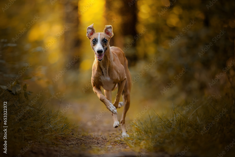 Whippet chart angielski biegnie na wprost obiektywu w żółtym lesie
