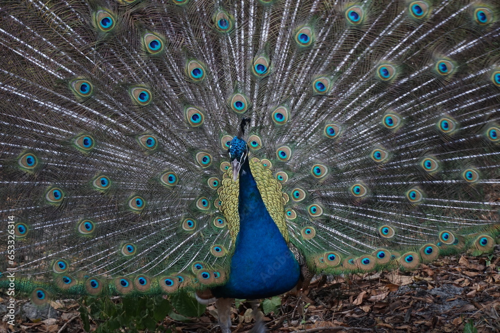 Obraz premium Proud peacock ruffles his feathers at a Mayan site of Tulum, Mexico.