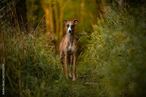 Fototapeta Naklejka Na Ścianę i Meble -  Rudy whippet chart w lesie 