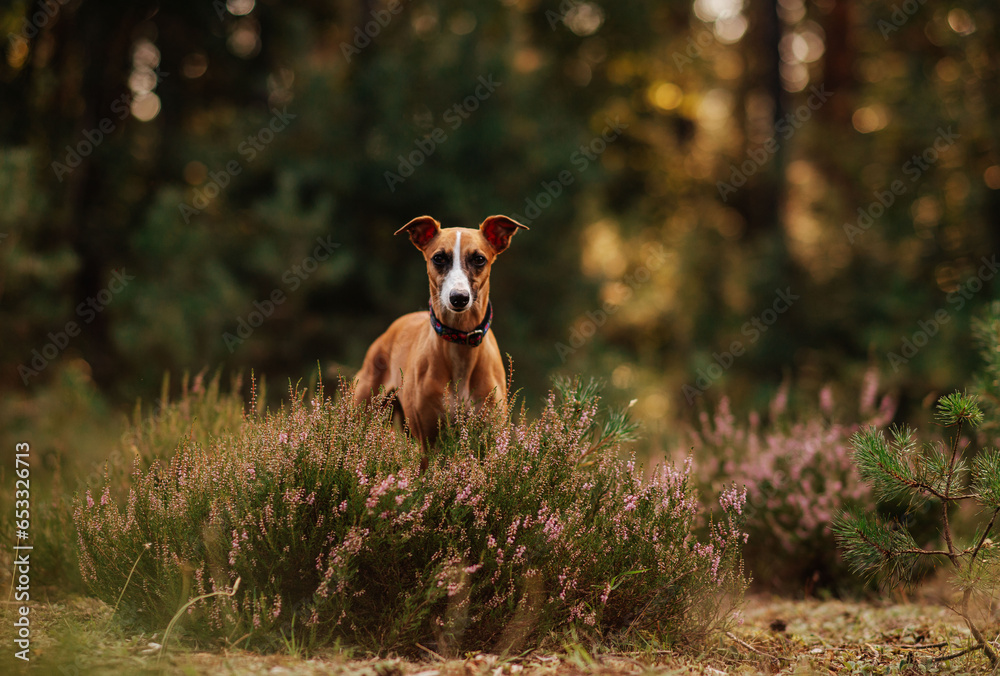 Whippet rudy stoi w wrzosach w lesie