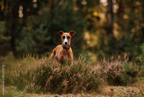 Obraz na płótnie Whippet rudy stoi w wrzosach w lesie w salonie