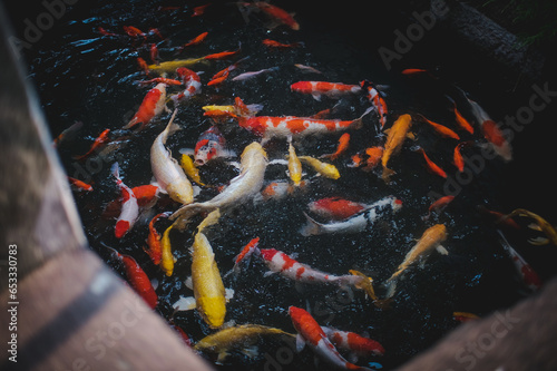 Fish in the river