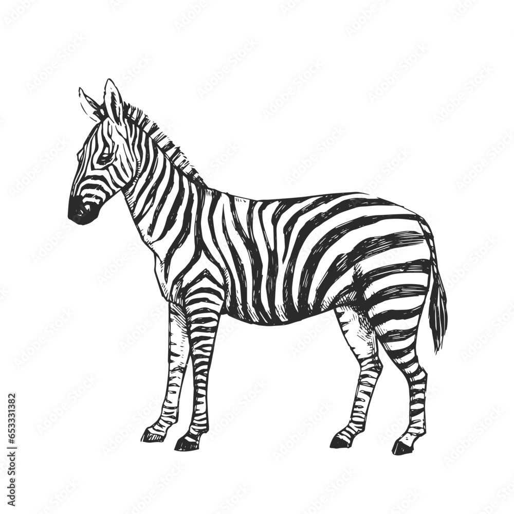 Vector hand-drawn illustration of a zebra in the style of engraving. A sketch of a wild African animal isolated on a white background.