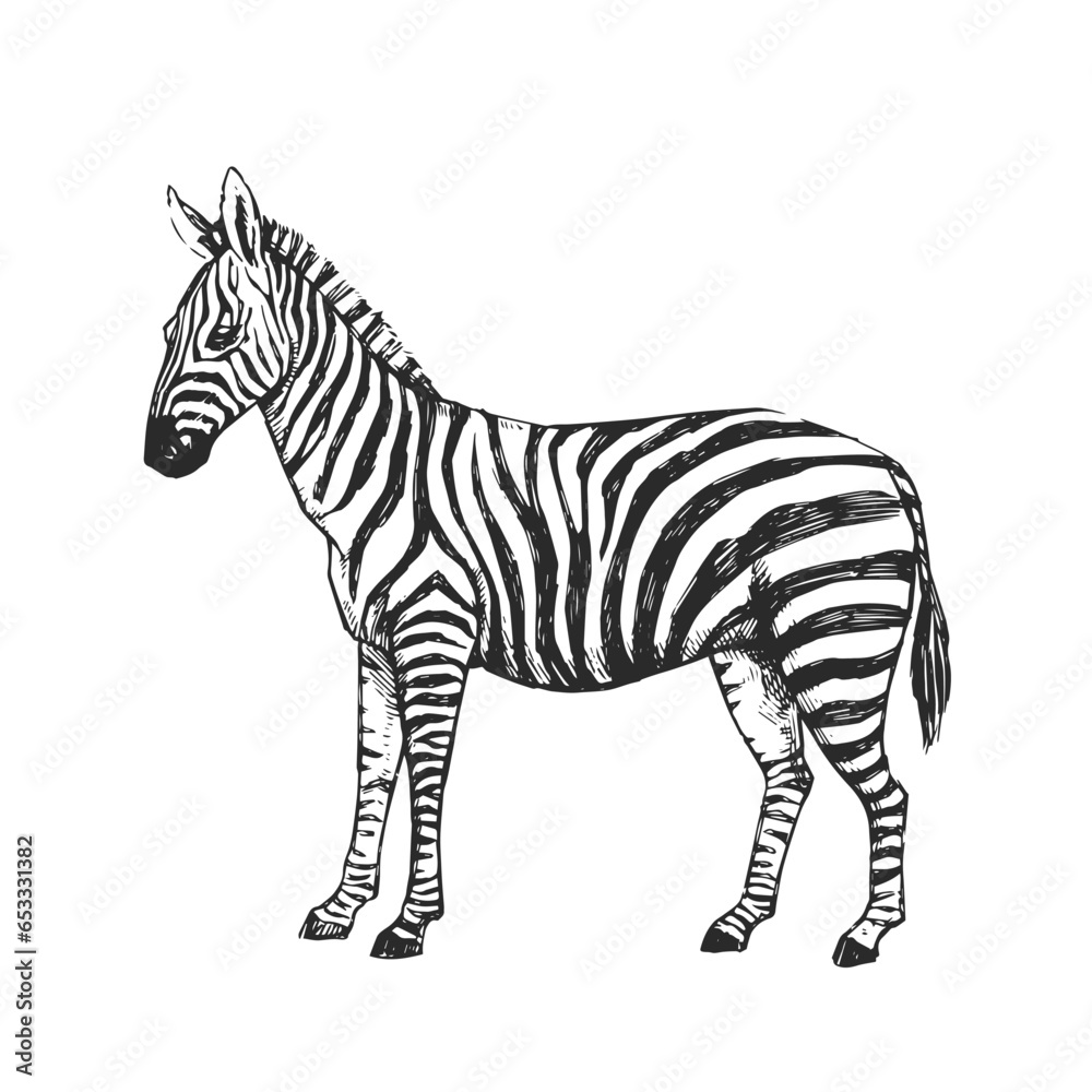 Obraz premium Vector hand-drawn illustration of a zebra in the style of engraving. A sketch of a wild African animal isolated on a white background.