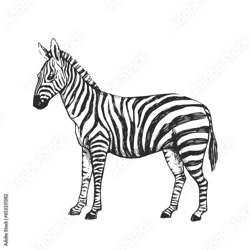 Vector hand-drawn illustration of a zebra in the style of engraving. A sketch of a wild African animal isolated on a white background.