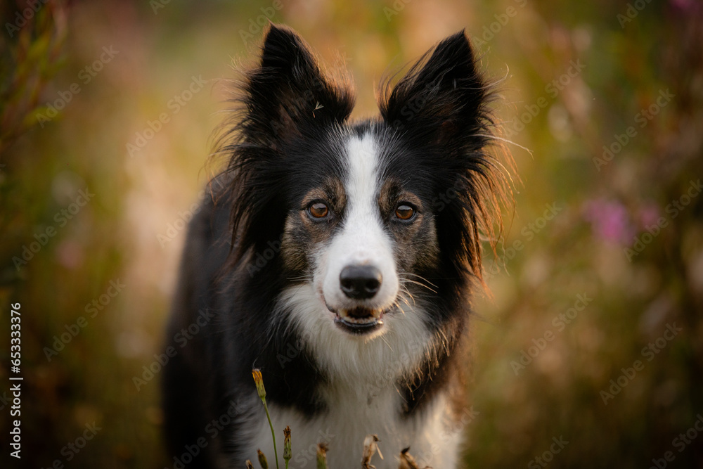 Suczka trikolor border collie