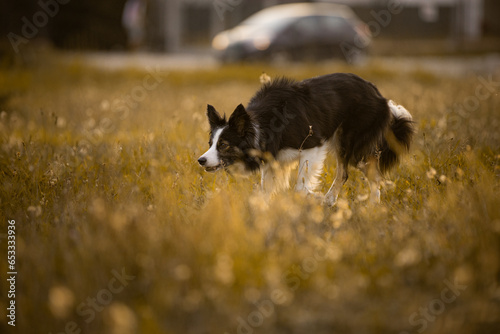 Obraz na płótnie Czarny border collie suczka pasie owce na łące w salonie
