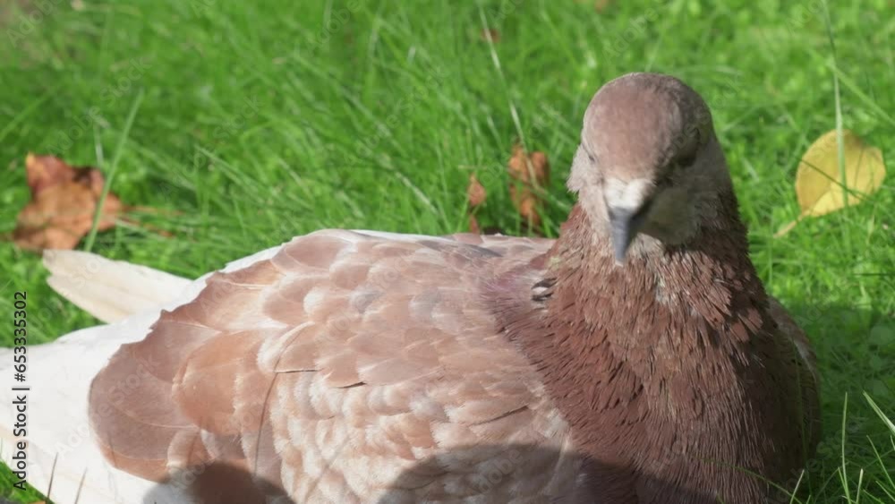 beautiful beige pigeon heating in sunny rays. urban life. sunny day. close up beautiful beige pigeon heating in sunny rays. urban life. sunny day. close up