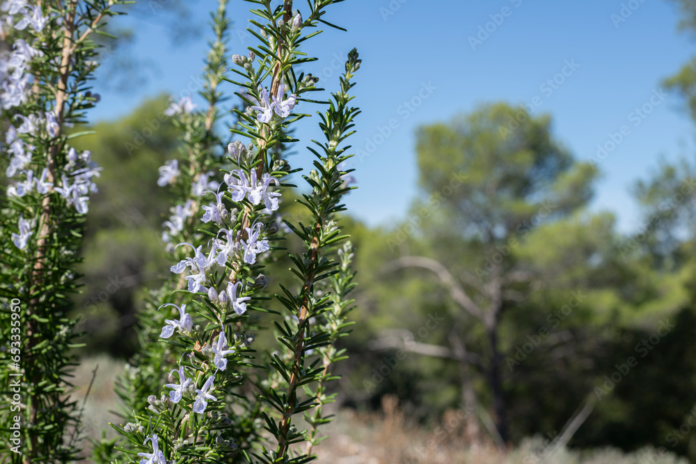 Naklejka premium Wild rosemary bush in bloom in the Provence forest, South of France, Ideal for flavouring meals or botanical themes.