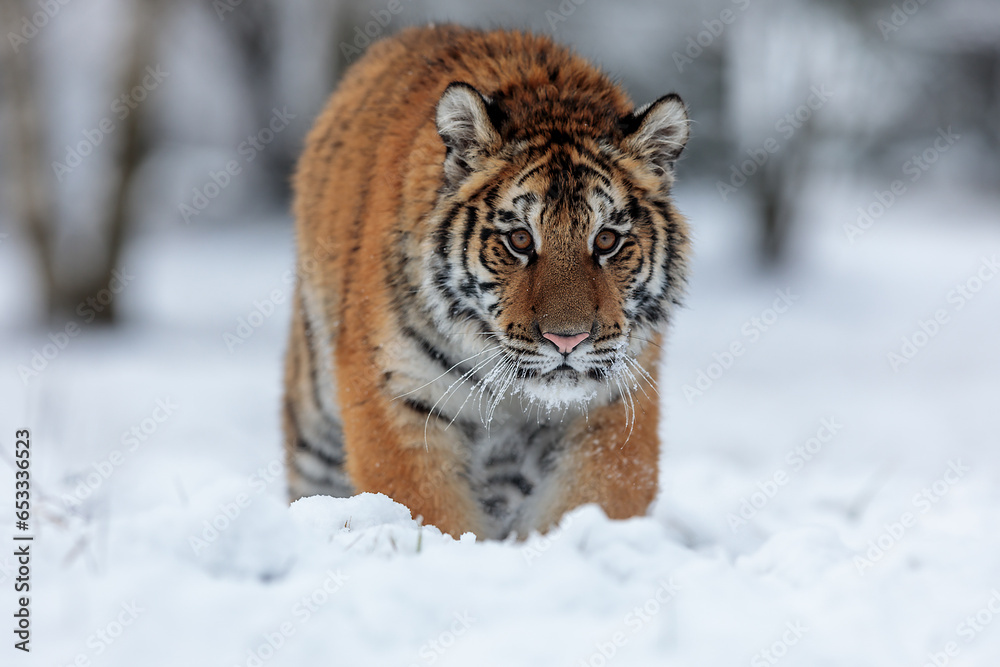 Obraz premium Siberian tiger (Panthera tigris tigris) goes through the snow very close