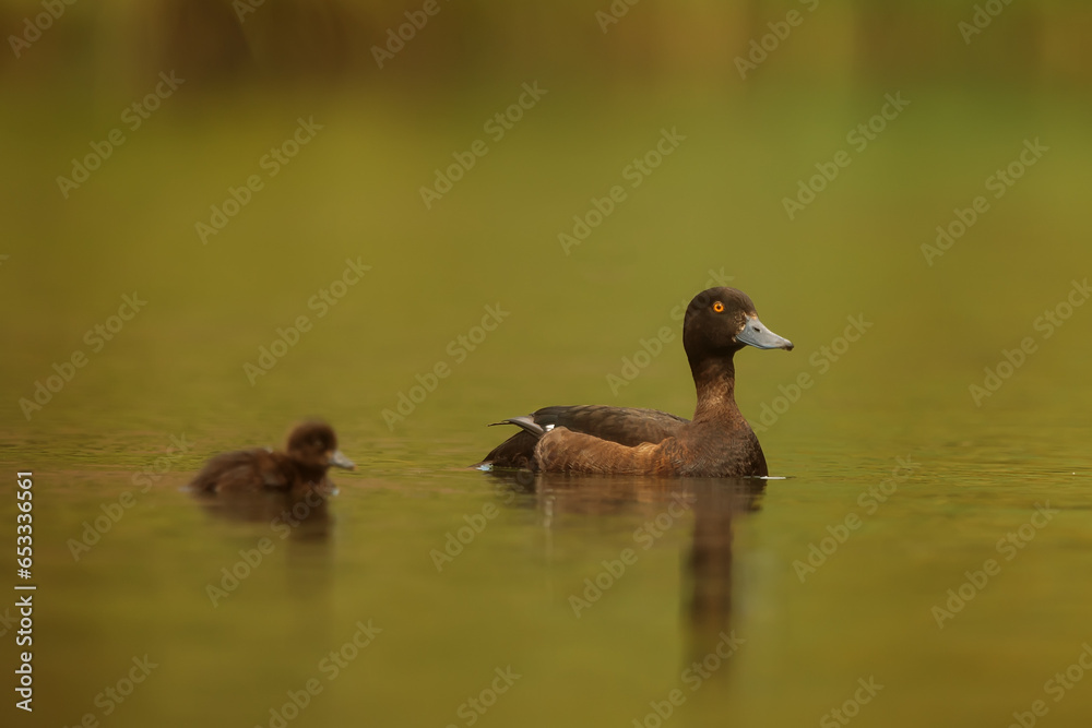 The tufted duck or tufted pochard (Aythya fuligula) female with the chick The tufted duck or tufted pochard (Aythya fuligula) female with the chick