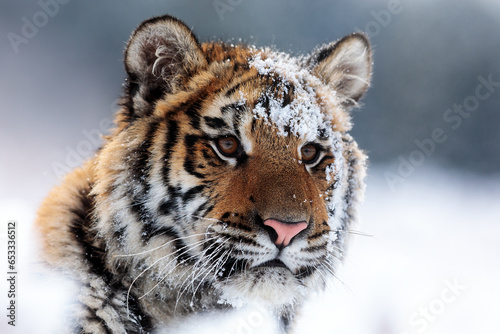 Siberian tiger  Panthera tigris tigris  portrait of a head with snow in his face