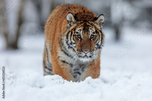 Siberian tiger (Panthera tigris tigris) goes through the snow very close
