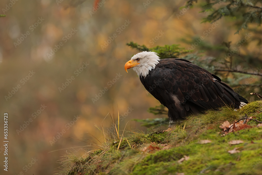 bald eagle (Haliaeetus leucocephalus) on the edge of the cliff bald eagle (Haliaeetus leucocephalus) on the edge of the cliff