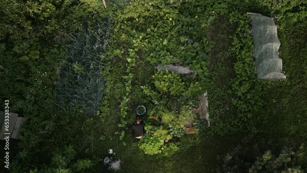 Woman gardening in her backyard. Woman gardening in her backyard.