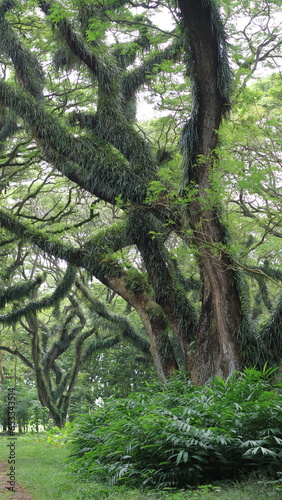 a person running in the forest under big shady trees photo