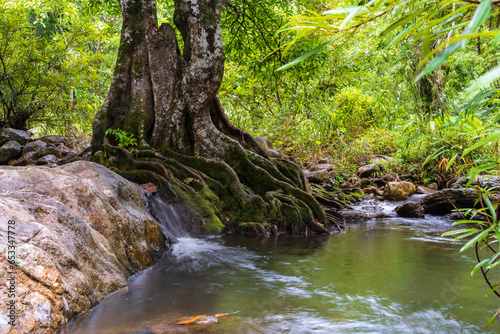 A small waterfall beside a large tree flows down a stream  surrounded by trees in the mountain forest.