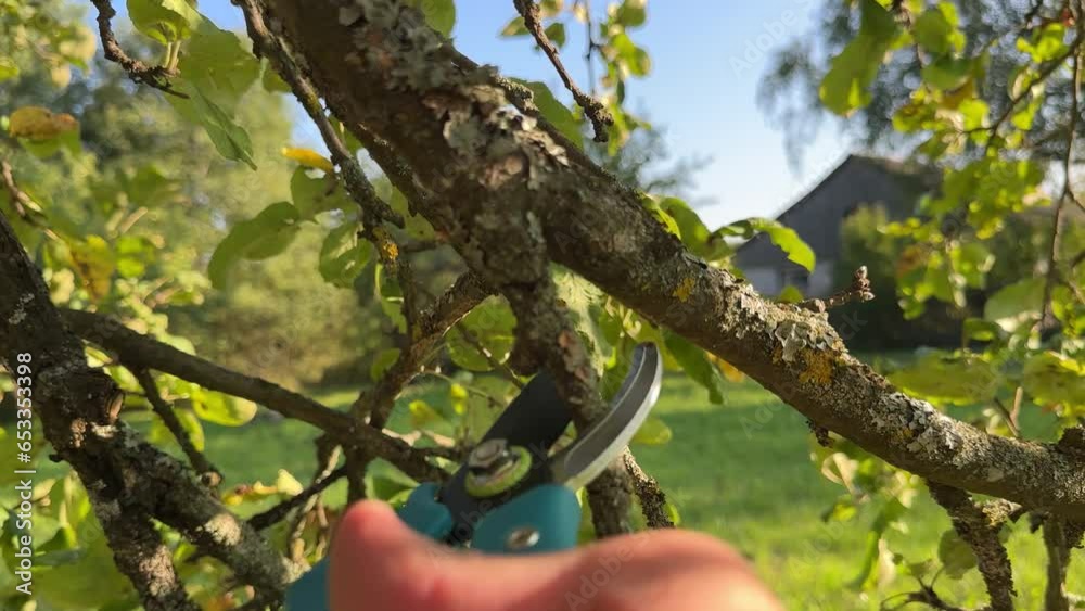 Cutting branches on apple tree use Garden pruning shears. Trimming tree branch in rural garden. Pruning tree with clippers on backyard in village. Pruning tools. Cut branch use branch cutter.
Cutting branches on apple tree use Garden pruning shears. Trimming tree branch in rural garden. Pruning tree with clippers on backyard in village. Pruning tools. Cut branch use branch cutter.