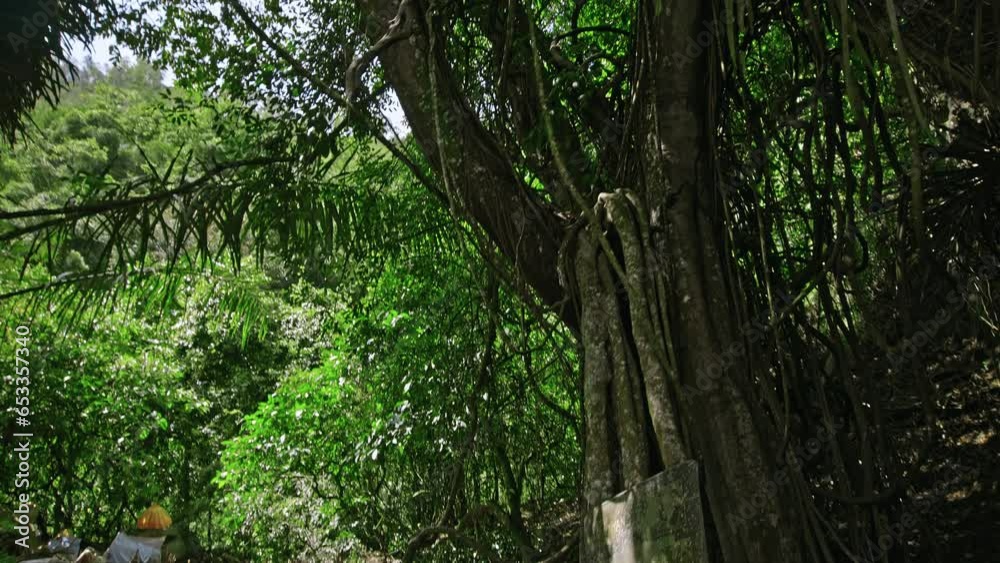 A large green banyan tree stands in the forest. The camera looks up at the crown A large green banyan tree stands in the forest. The camera looks up at the crown