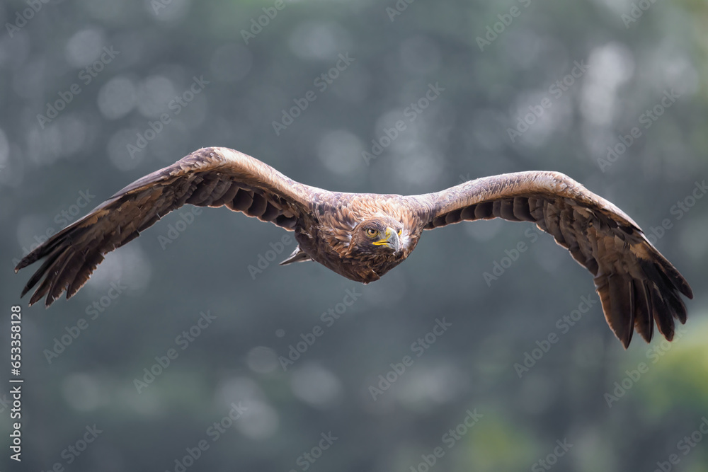 A golden eagle caught while hunting wild game. A golden eagle caught while hunting wild game.