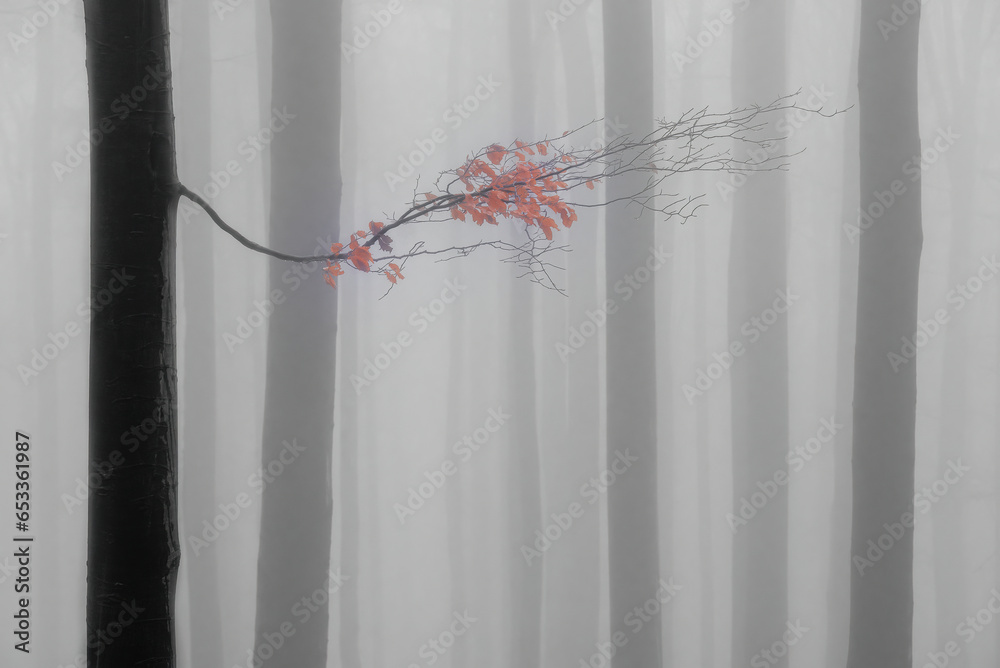 Autumn beech branch with leaves in the misty beech forest Autumn beech branch with leaves in the misty beech forest