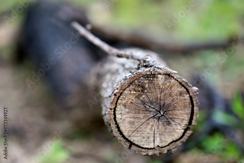 Tree limb