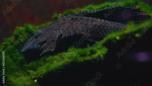 Close view of a Redfin Blackspot catfish resting on the sea ground.  photo