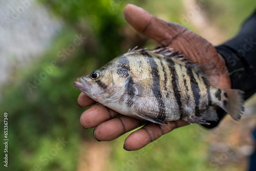 Fish harvesting