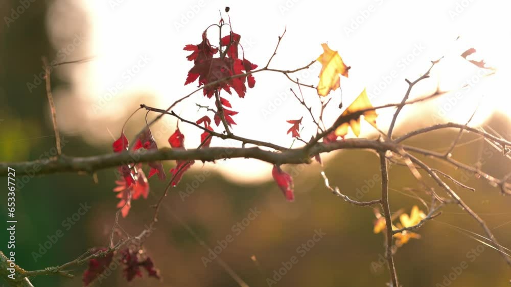 Close up video of last colourful leaves on tree during fall at sunset. Close up video of last colourful leaves on tree during fall at sunset.