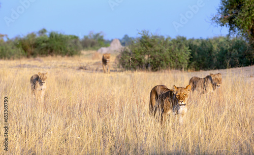 Lion in their natural habitat - Africa © minoandriani