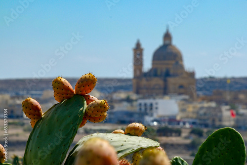 Prickly pears (cactus pears) on Maltas scenery.