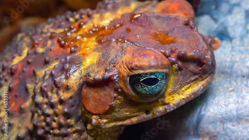 Cane toad (Rhinella marina), close-up of a toad's head photo