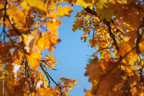 yellowed oak leaves on the background of the sky. autumn leaves in the sky