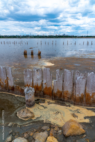 Yellow eggs of the crustaceans Artemia salina on the bank of the drying photo