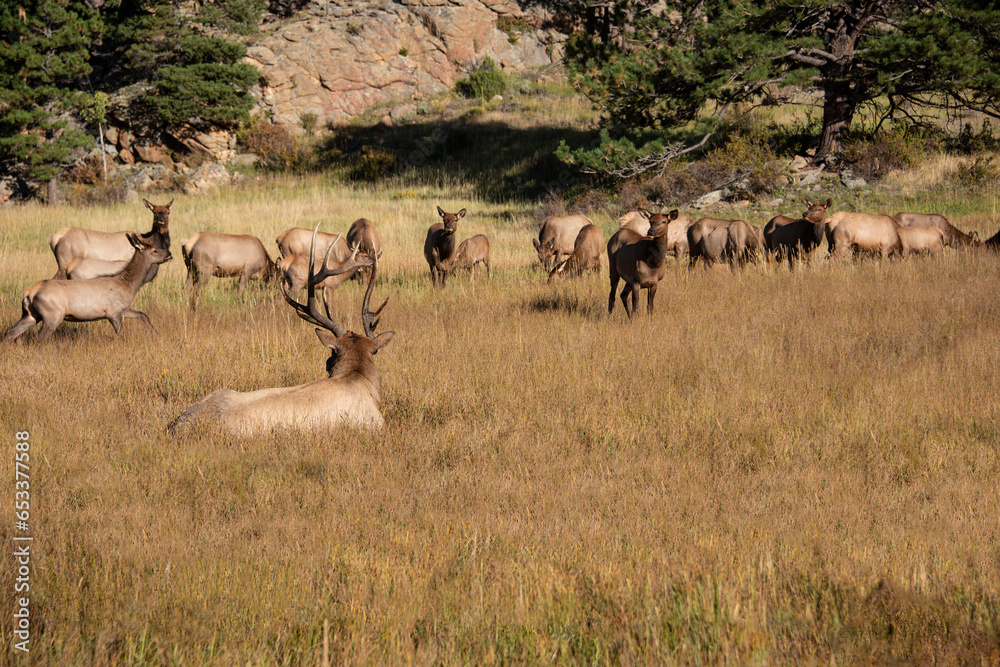 Fototapeta premium Herd of cow elk with bull elk watching over them in Rocky Mountain National Park, Colorado, USA