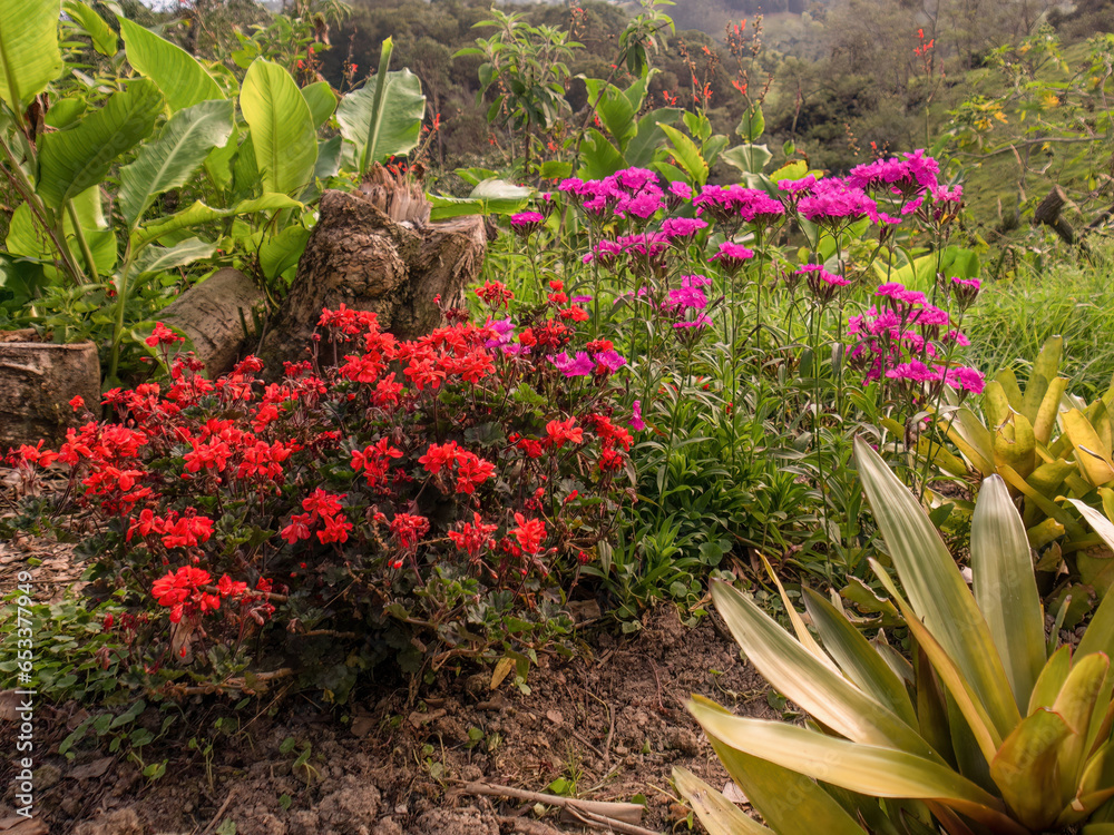 Plants of red geraniums and pink carnations in full bloom in a garden in the eastern Andean highlands near the town of Arcabuco in central Colombia.