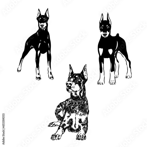 Doberman, dog, black and white vector illustration. Portrait. The head of a domestic animal. Tattoo.