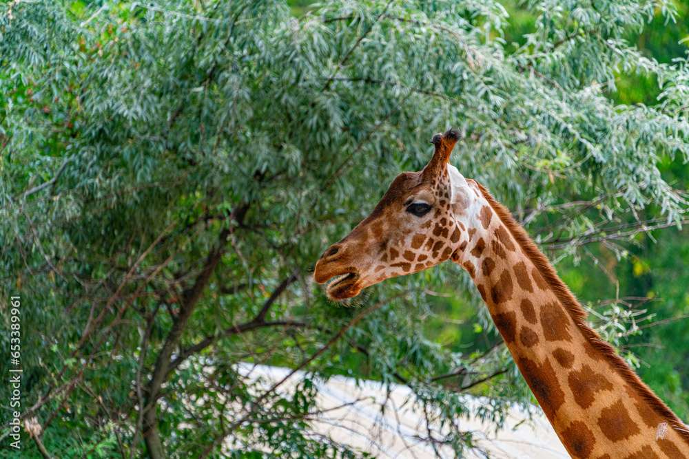Obraz premium Giraffe