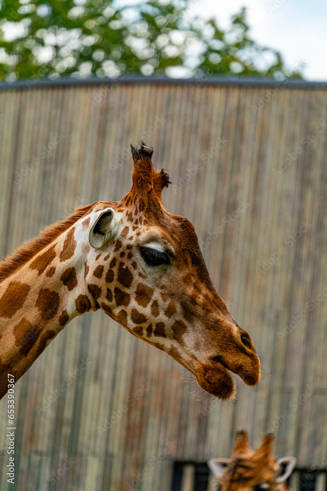 Fototapeta premium Giraffe
